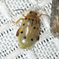 Walterianella durangoensis