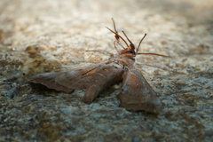 Smerinthus saliceti