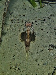 Maxillicosta scabriceps