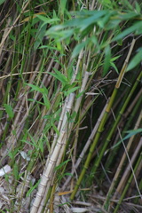 Phyllostachys aurea