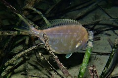 Parequula melbournensis