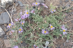 Aster hispidus