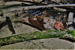 Maxillicosta scabriceps