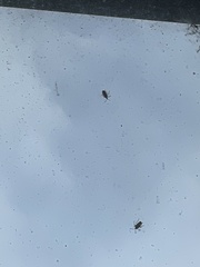 Tuberolachnus salignus