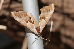 Smerinthus saliceti