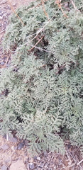 Artemisia santolinifolia