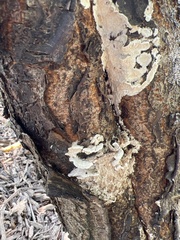Coniophora puteana