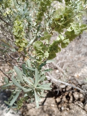 Atriplex