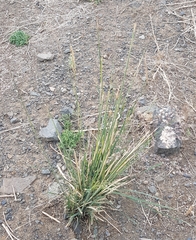 Stipa splendens