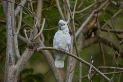 Cacatua sulphurea