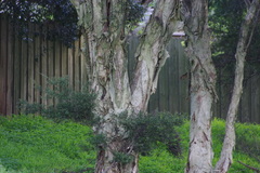 Melaleuca styphelioides