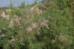 Tamarix laxa