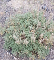 Artemisia santolinifolia