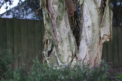 Melaleuca styphelioides