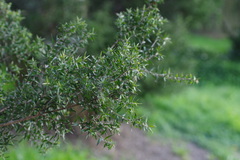 Melaleuca styphelioides