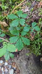 Rubus pedatus