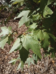 Platanus wrightii