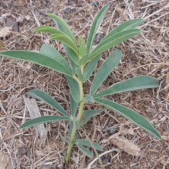 Thermopsis mongolica
