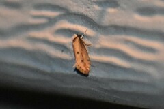 Tinea apicimaculella