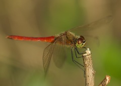 Sympetrum depressiusculum