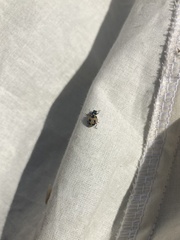 Hippodamia parenthesis