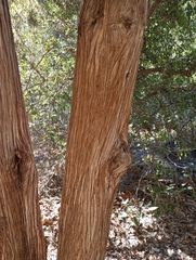 Juniperus monosperma
