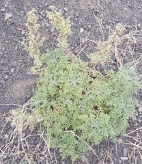 Artemisia santolinifolia