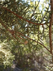Juniperus monosperma