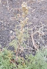 Artemisia santolinifolia