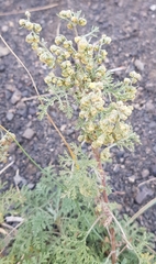 Artemisia santolinifolia