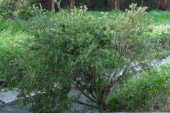 Melaleuca viminalis