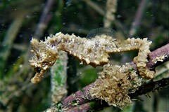 Hippocampus breviceps