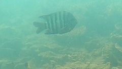 Abudefduf bengalensis
