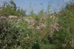 Tamarix laxa