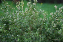Melaleuca viminalis