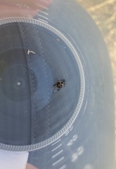 Hippodamia parenthesis