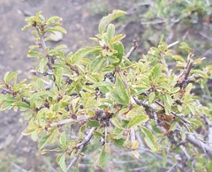 Prunus pedunculata