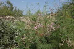 Tamarix laxa