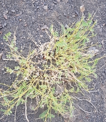 Astragalus chinensis