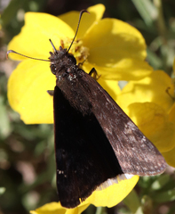 Erynnis funeralis
