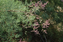 Tamarix laxa