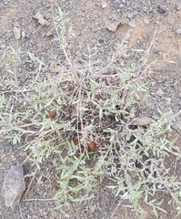 Caryopteris mongholica