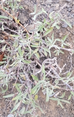 Caryopteris mongholica