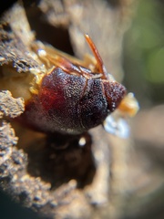 Aenetus virescens