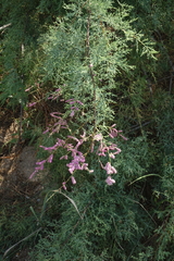 Tamarix laxa