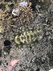Sypharochiton pelliserpentis