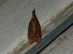 Platynota idaeusalis