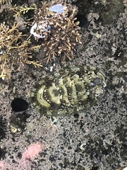 Sypharochiton pelliserpentis