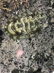 Sypharochiton pelliserpentis