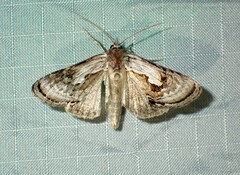 Chrysanympha formosa